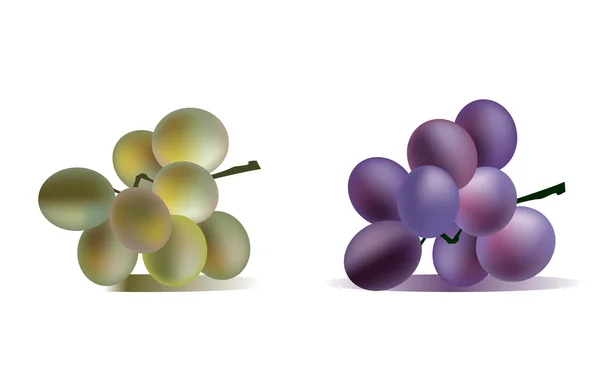 Dois cachos de uvas isolados — Vetor de Stock