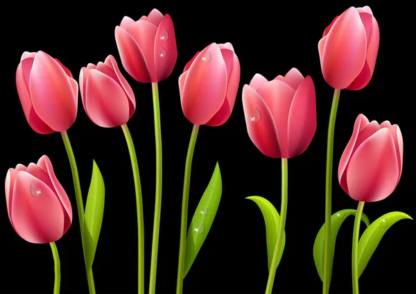 Different tulips isolated on black background — Stock Vector