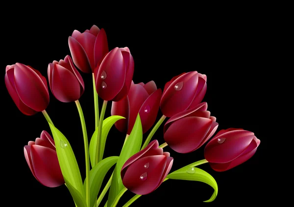 Banda Červených Tulipánů Izolovaných Černém Pozadí — Stockový vektor