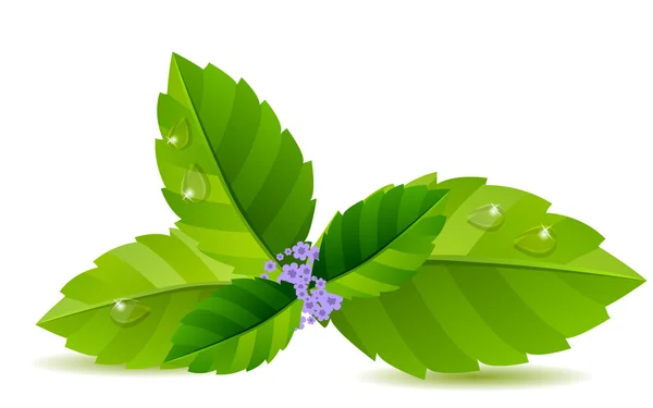 Čerstvé Zelené Máta Listy Izolované Bílém Pozadí — Stock fotografie