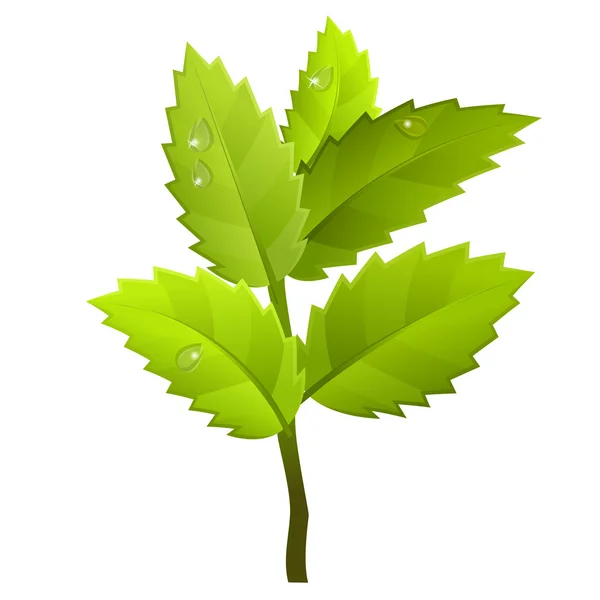 Zweig Mit Grünen Blättern Isoliert Auf Weißem Hintergrund — Stockvektor