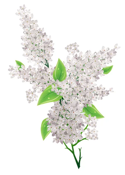 Big Bunch White Lilac Leaves Isolated — Stock Vector