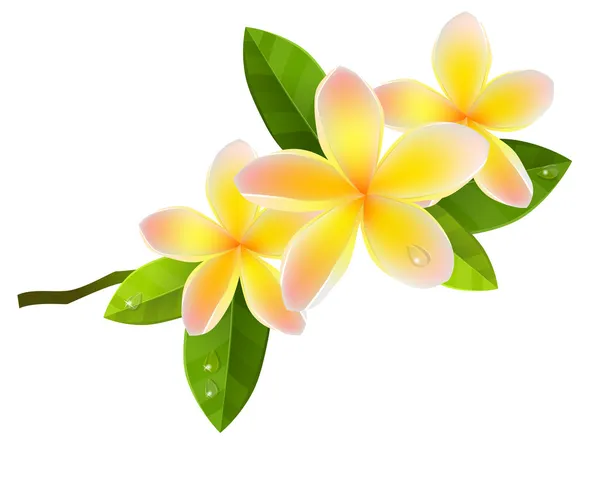 ᐈ Hawaiian flowers clip art stock pictures, Royalty Free hawaiian ...