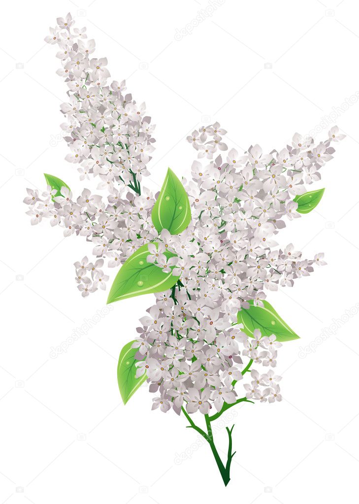 Big bunch of white lilac with leaves isolated
