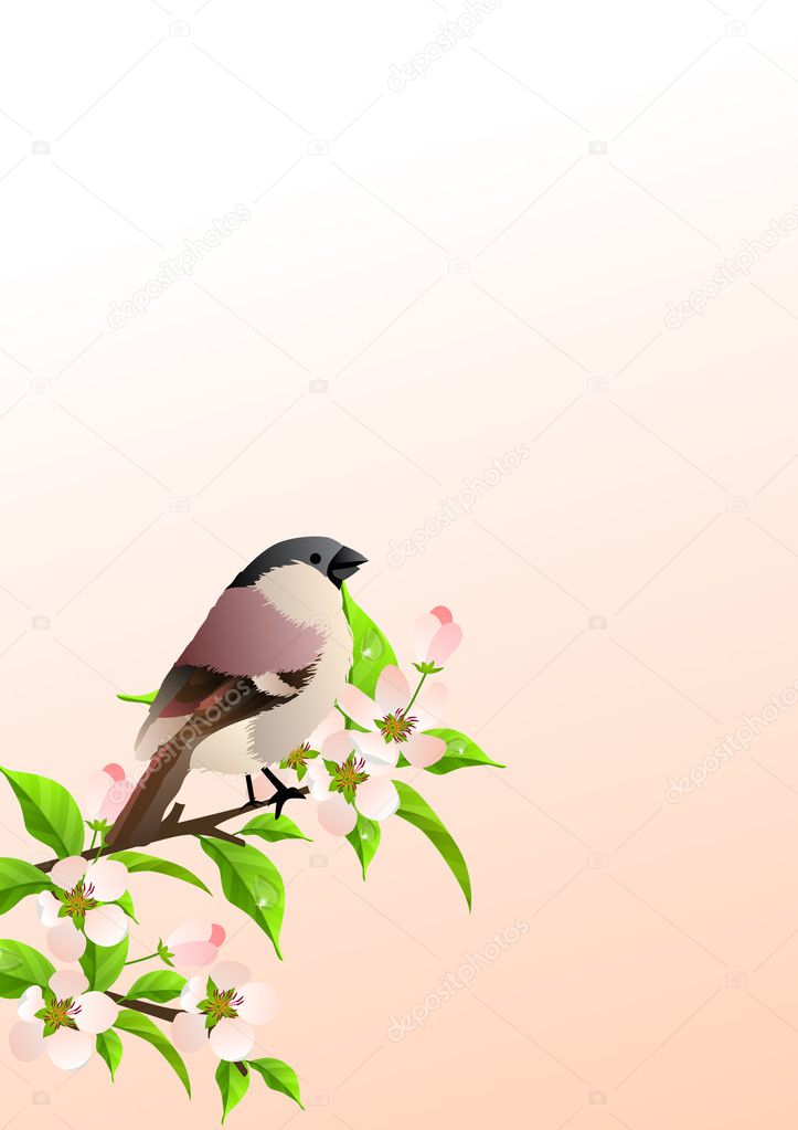 Spring background with sparrow at blossoming branch