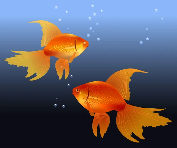 Two gold fishes — Stock Vector