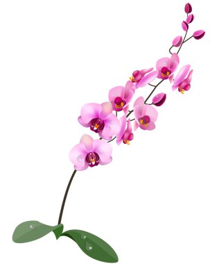 Orchid pink flower isolated on white background clipart