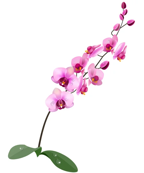 Flor Rosa Orquídea Isolada Fundo Branco — Vetor de Stock
