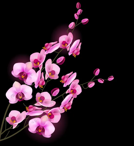 Orchidee Rosa Blume Isoliert Auf Schwarzem Hintergrund — Stockvektor