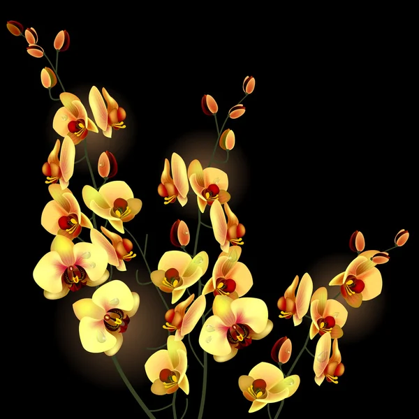 Fiore del Orchid — Vettoriale Stock
