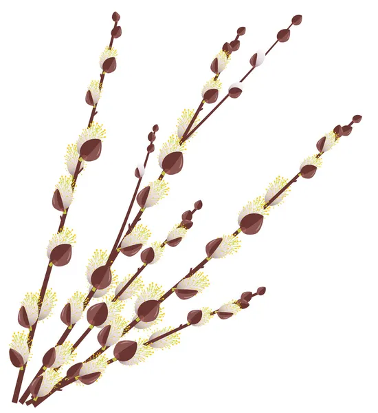 Chatte saule branches — Image vectorielle