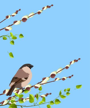 Bird on pussy willow branches clipart