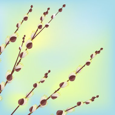 Pussy willow branches clipart