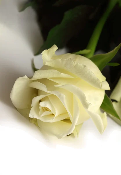 Witte roos Stockafbeelding