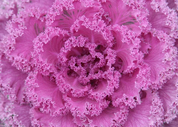 Flower Stock Image