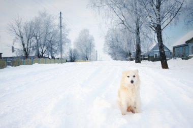 köpek açık