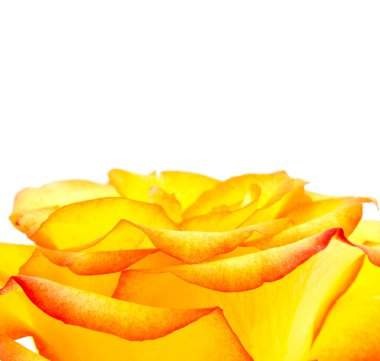 Bud of an orange rose close up clipart