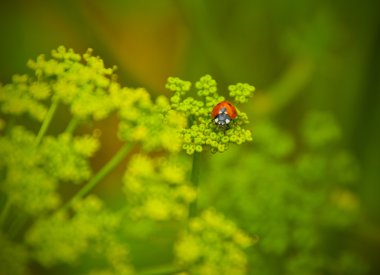 Ladybird yeşil genç çimenlerin üzerinde