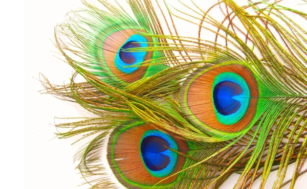 Bright feathers of a peacock close up — Stock Photo, Image