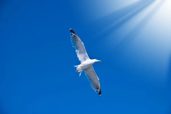 stock image White seagull among the clear dark blue sky