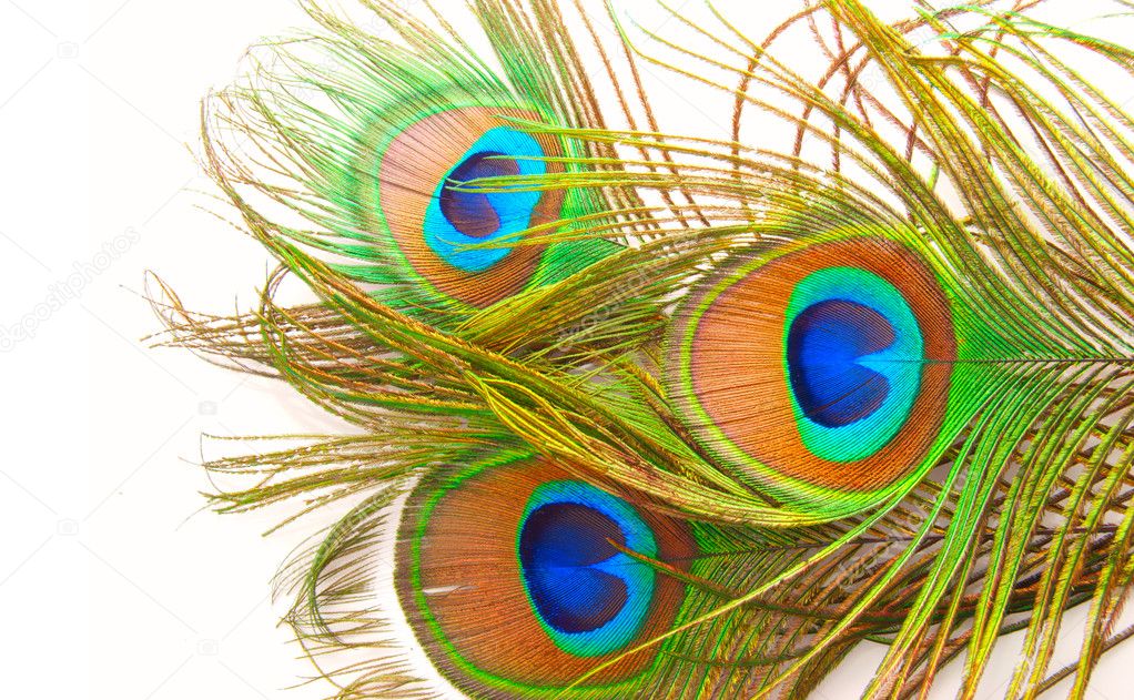 Bright feathers of a peacock close up