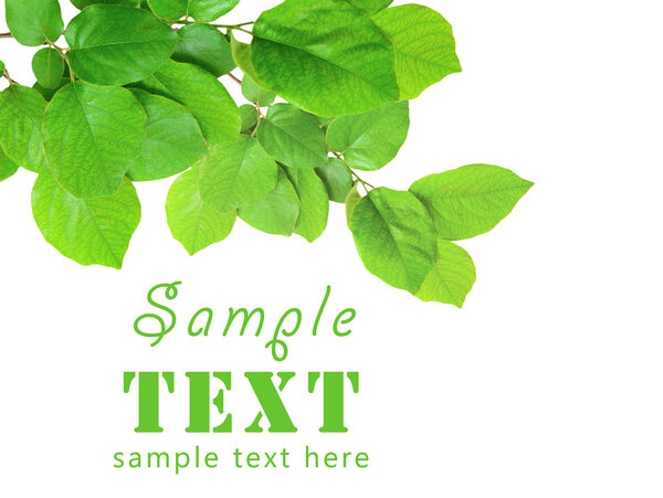 Gentle green branch isolated on a white background