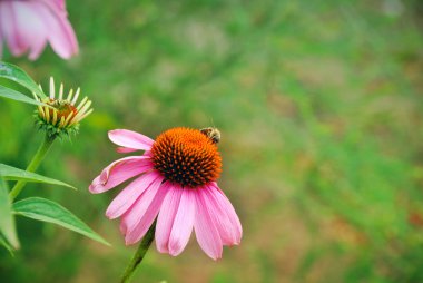echinacea ve arı çiçek