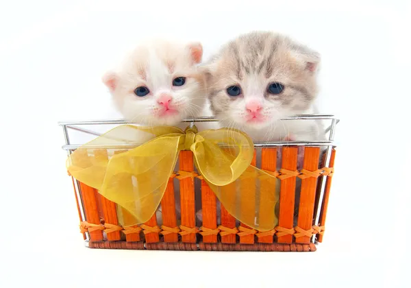 Dos gatitos pequeños en una cesta —  Fotos de Stock