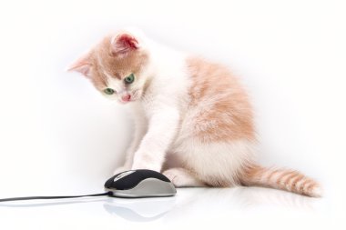 Red green-eyed kitten with the computer mouse clipart