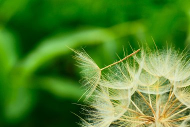 Dandelion close up against the nature clipart