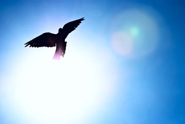 Pigeon against the blue sky and a shining sun — Stock Photo, Image
