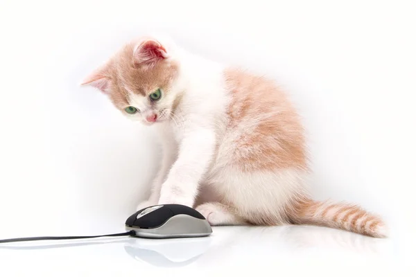 Rood groen-eyed kitten met de computermuis — Stockfoto