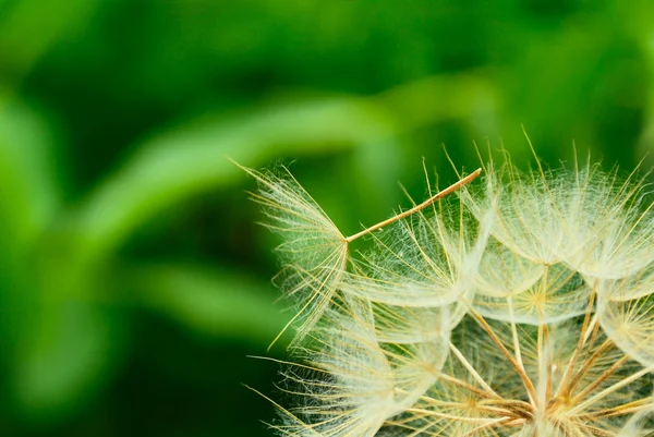 Dandelion close up against the nature — Stock Photo, Image