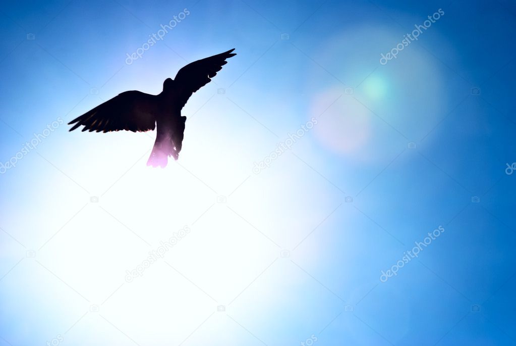 Pigeon against the blue sky and a shining sun