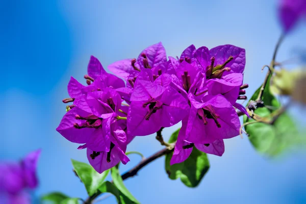 Parlak pembe çiçek kümede bir ağaç dalı — Stok fotoğraf