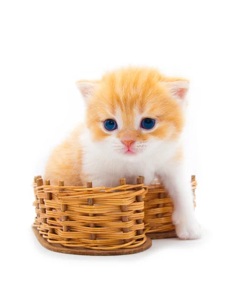 Červené kotě v wattled košíku — Stock fotografie