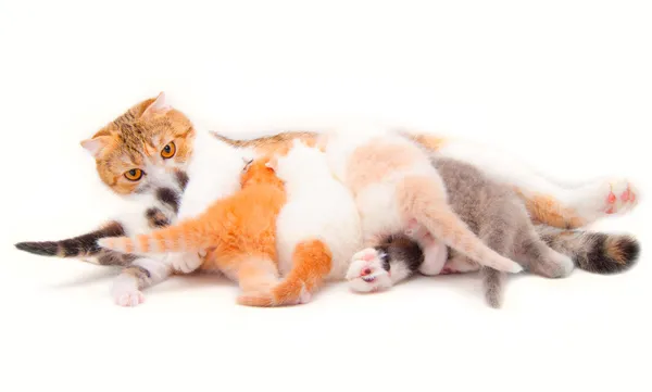 Die Katze, die die fünf Kätzchen füttert — Stockfoto