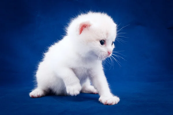 Kleines flauschiges Kätzchen auf blauem Hintergrund — Stockfoto