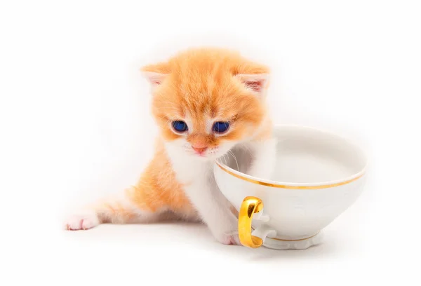 A szép piros cica játszik egy fehér kupa — Stock Fotó