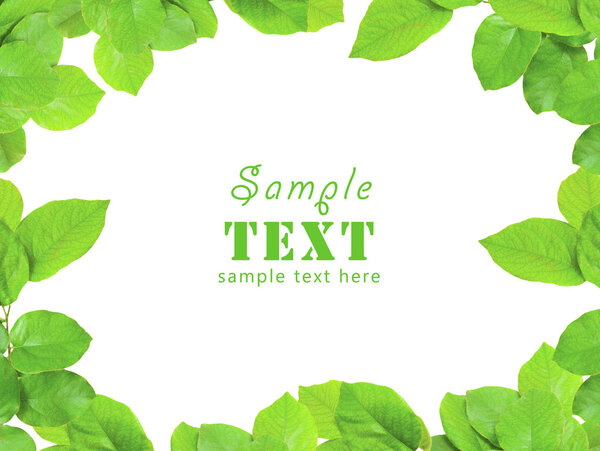 Рамки из молодых зеленых листьев
