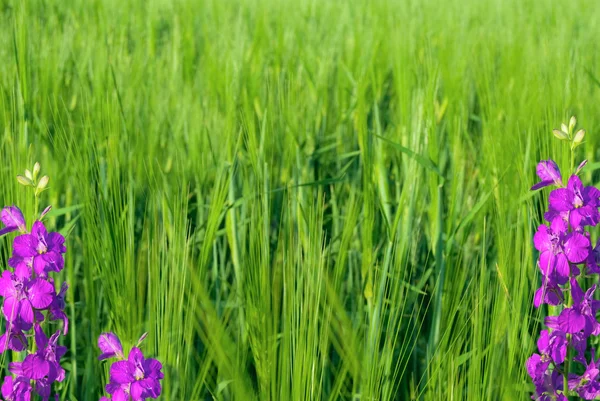 Antecedentes en forma de trigo verde joven y flores violetas — Foto de Stock