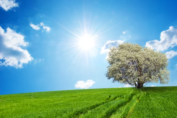 Yeşil Alan Yeni Gelişen Ağaç Bahar Yatay — Stok fotoğraf