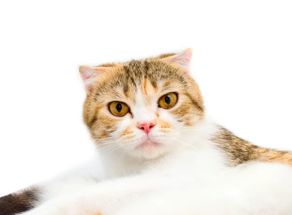 Egy fiatal macska a skót fajta portréja — Stock Fotó