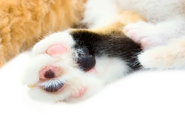 Paws Cat Kitten Close — Stock Photo, Image