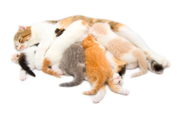 Γάτα Που Τροφοδοτεί Πέντε Γατάκια — Φωτογραφία Αρχείου