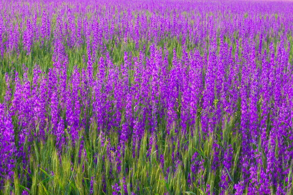 Fundo na forma de trigo verde jovem e flores violetas — Fotografia de Stock