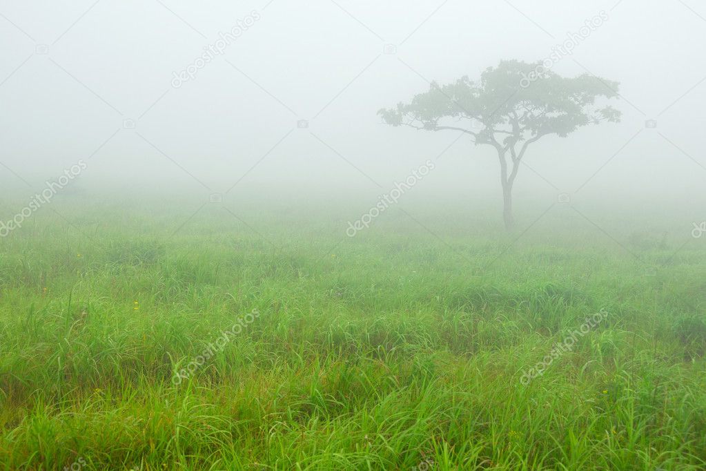 Solitary tree in morning fog in the meadow