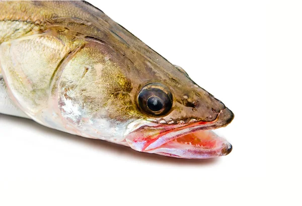 梭鱼鲈鱼 — 图库照片