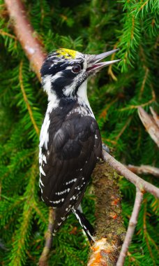 Woodpecker (Picoides tridactylus) clipart