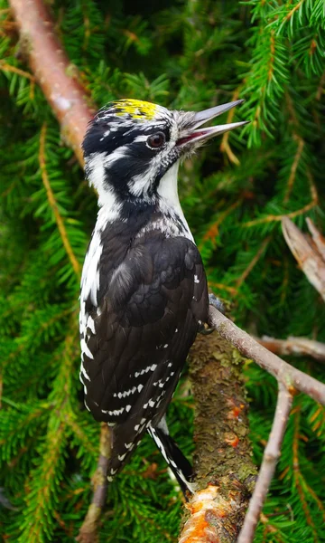 Woodpecker (Picoides tridactylus) — Stock Photo, Image
